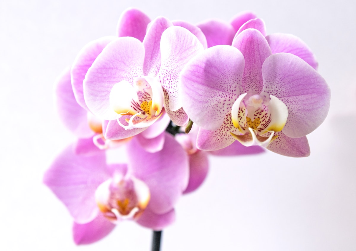 popular orchid wedding flower
