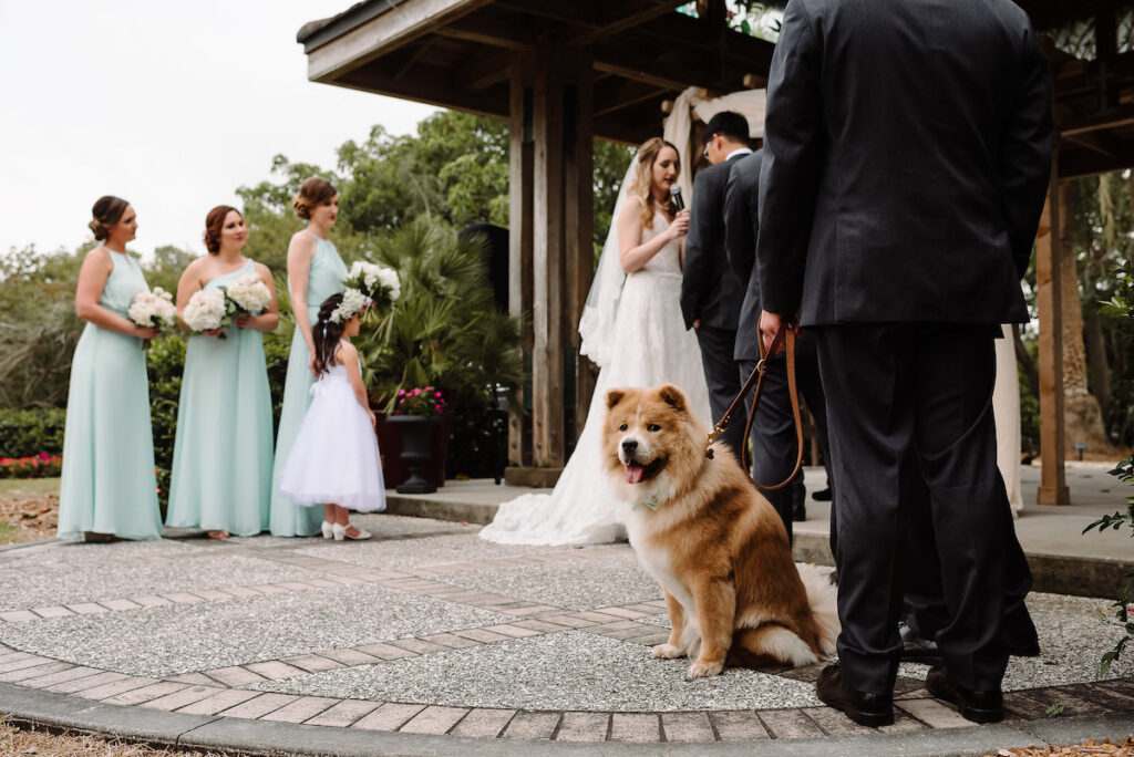 dog ring bearer