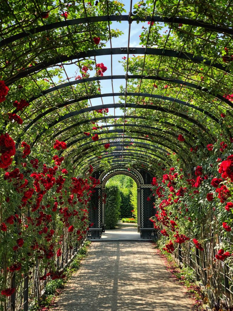 archway with red flowers and blue sky perfect for a garden wedding