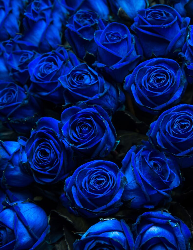 dark blue roses perfect for a moody winter wedding