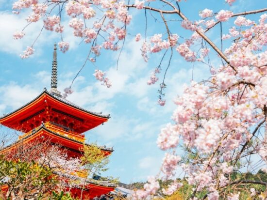 beautiful vista in Kyoto, Japan with a temple in the background, cherry blossoms in the foreground and a bright blue sky