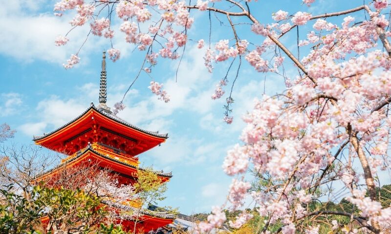 beautiful vista in Kyoto, Japan with a temple in the background, cherry blossoms in the foreground and a bright blue sky