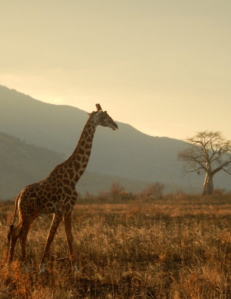 A giraffe on the savannah in a beautiful shot on an African safari