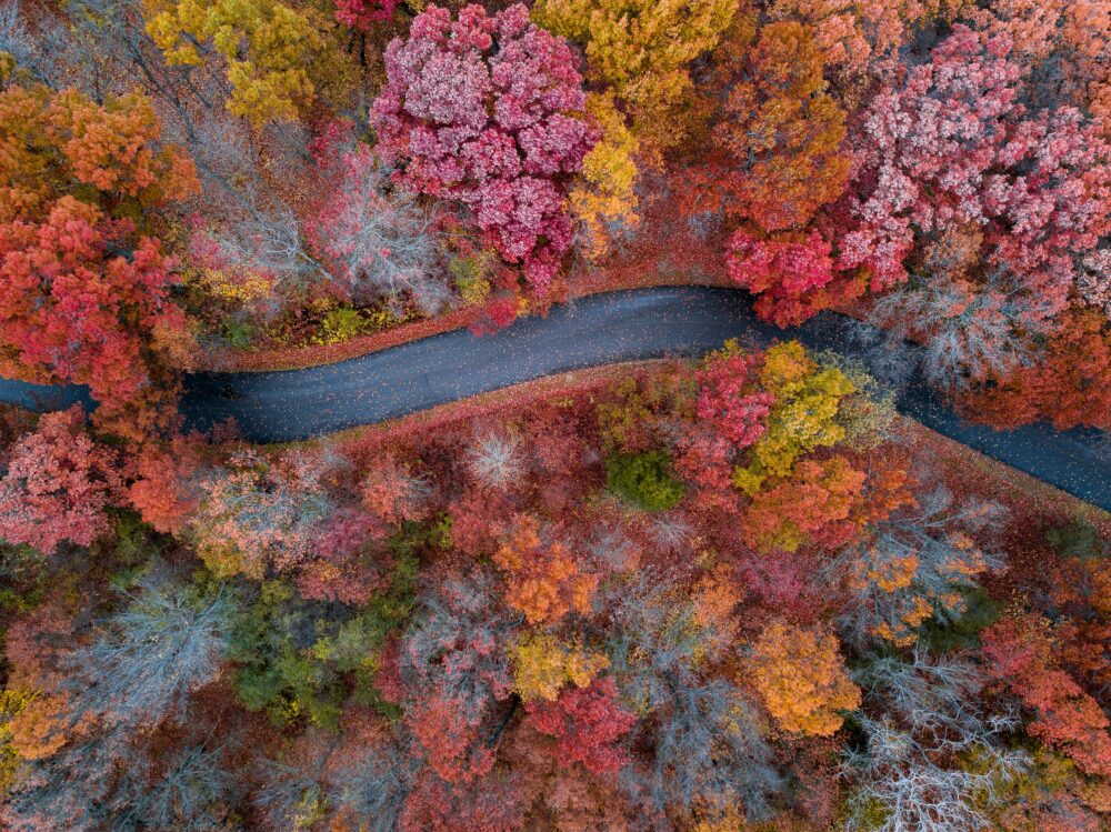 Aerial view of a curving road cutting through a dense forest of colorful fall trees in shades of red, orange, yellow, and green.